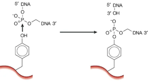 Figure 5.  Catalysis of transient breakage of DNA by DNA topoisomerases. In the  transesterification reaction, the tyrosyl oxygen of the enzyme attacks the DNA phosphorus  leading to the breakage of the DNA backbone bond and the formation of a covalent enz