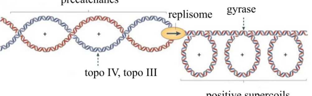 Figure 11. The functions of DNA topoisomerases during replication elongation. The  progression of the replisome creates positive supercoils ahead of the fork and behind the  fork where newly replicated strands form precatenanes