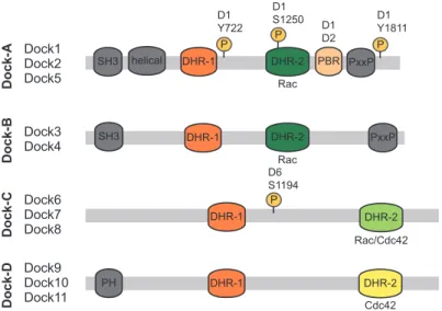 Figure 1.1.1 Dock GEF Family