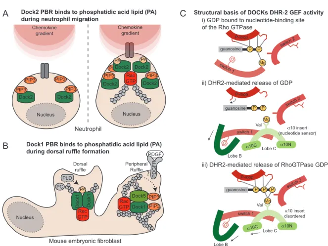 Figure 1.1.2 Structural basis of Dock GEF activity, localization and signaling.