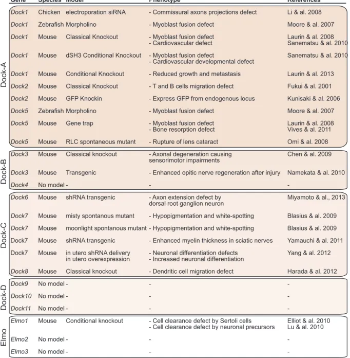 Table 1.I In vivo models of Dock GEFs