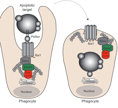 Figure 1.1.6 Eliminating apoptotic cells via the Elmo-Dock1-Rac pathway: implications in tissue homeostasis