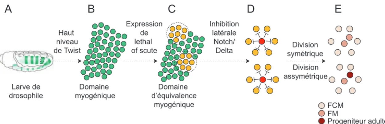 Figure 1.2.2 La spécification des progéniteurs musculaires chez la drosophile.