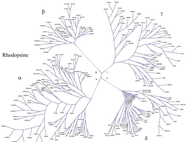 Figure 2. Le modèle GRAFS de classification des RCPGs. Les RCPGs exprimés chez 