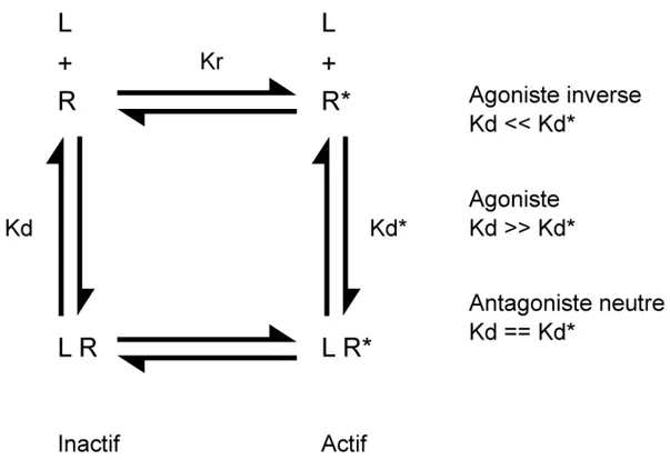 Figure 5. Modèle à deux états. Les récepteurs sont en équilibre en une forme inactive (R) et 