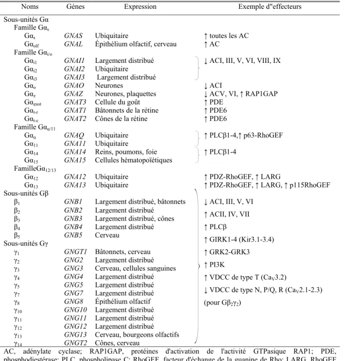 Tableau I. Liste des différentes sous-unités des protéines G hétérotrimériques.  