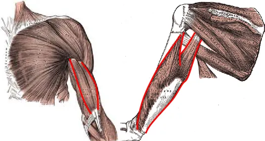 Figure 6 : Myologie du bras d’après [94]. Les plus importants muscles sont le biceps et le triceps