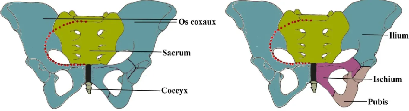 Figure  7.  Vue  antérieure  des  pièces  osseuses  qui  composent  le  bassin.  Adaptée  de  commons.wikimedia.org/wiki/File:Skeletpelvis-pubis.jpg, téléchargée le 09/05/2013