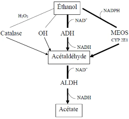 Figure 1 : Métabolisme hépatique de l’éthanol (INSERM, 2001)  