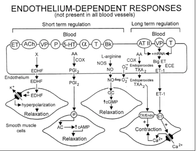 Figure	
  1:	
  Variety	
  of	
  endothelium-­‐derived	
  relaxing	
  and	
  contracting	
  factors.	
  