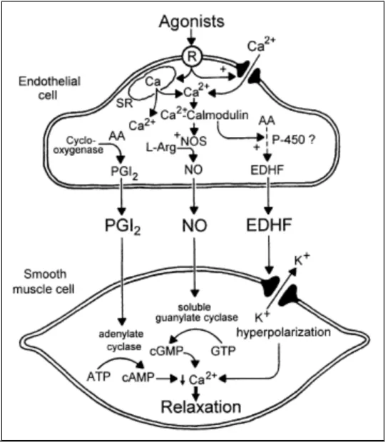 Figure	  2.	  Release	  of	  endothelium-­‐derived	  relaxing	  factors	  and	  their	  effects	  on	  