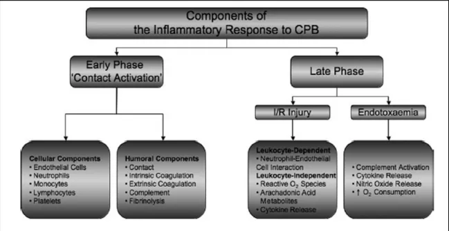 Figure	
  4:	
  Summary	
  of	
  the	
  inflammatory	
  response	
  to	
  CPB.	
  (Reproduced	
  with	
  
