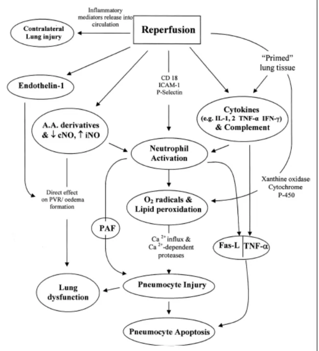 Figure	  5:	  Inflammatory	  response	  following	  reperfusion	  of	  ischemic	  lung.	  