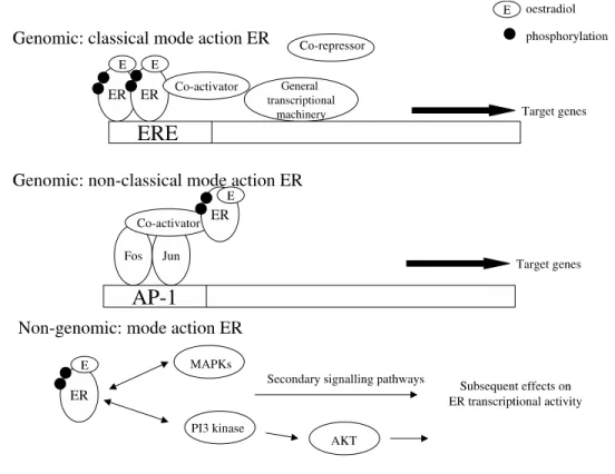 Figure 2: The different modes of action of ER (Genomic and Non-genomic)  