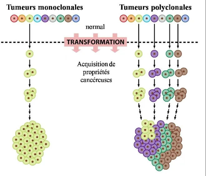 Figure  3.    Tumeurs  d’origine  monoclonale  ou  polyclonale  (modifié  de  Weinberg,  2007 