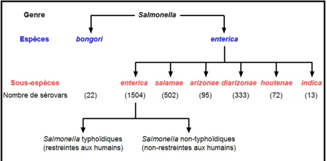 Figure 1. Description du genre Salmonella. Le genre Salmonella est divisé en deux espèces,  bongori et enterica, et l’espèce enterica est divisée en six sous-espèces