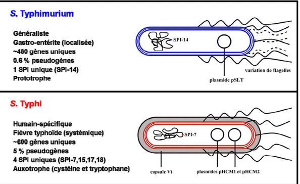 Figure 3. Principales caractéristiques qui différencient S. Typhimurium et S. Typhi.  Figure adaptée de (301)