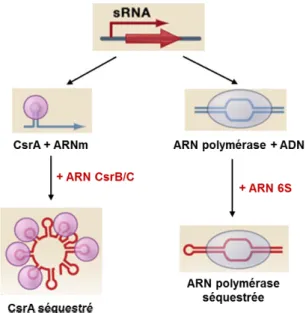 Figure 9. ARN régulateurs de protéines. Certains ARN s’associent directement à des  protéines et modifient leur activité en mimant la structure d’autres acides nucléiques