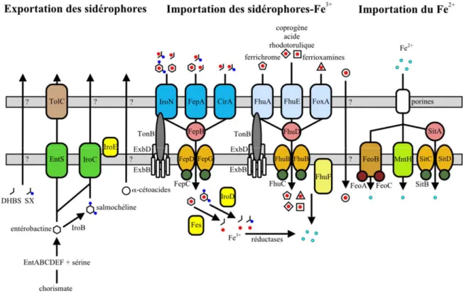 Figure 12. Systèmes d’acquisition du fer de Salmonella.  Salmonella synthétise les  sidérophores entérobactine et salmochéline qui sont exportés à l’extérieur de la bactérie à  l’aide de transporteurs situés dans la membrane interne