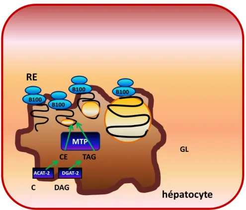 Figure 5 : Première phase de l’assemblage du VLDL : la lipidation initiale 