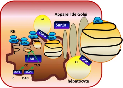 Figure 7 : Colocalisation du Cideb sur le réticulum endoplasmique et les gouttelettes 