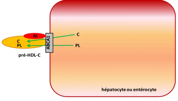 Figure 8 : Lipidation initiale : étape déterminante de la biogenèse des pré-HDL-C 