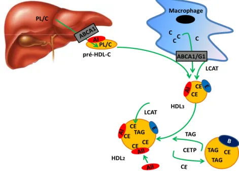 Figure 9 : Remodelage des HDL-C sous l’action de la LCAT et de la CETP 