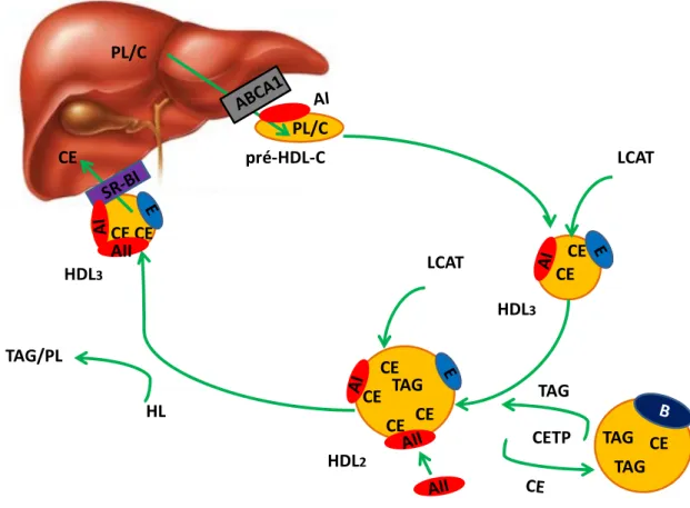 Figure 10 : Catabolisme des HDL-C 