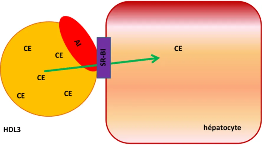 Figure 11 : Captation sélective de cholestérol des HDL-C par le SR-BI 