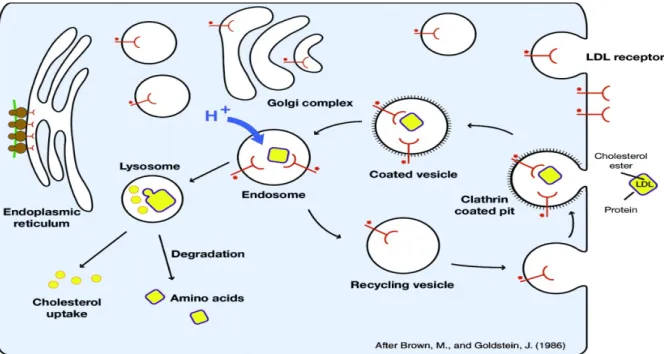 Figure 12 : Schéma de la voie de liaison, d’internalisation et de recyclage du LDLr 