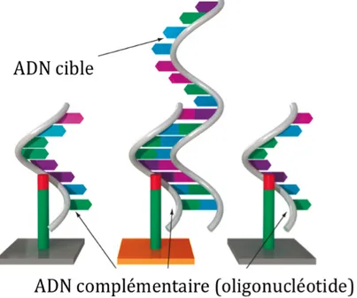 Figure 1. Principe de base de la technique des puces à ADN 