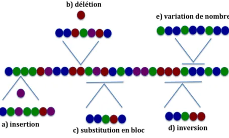 Figure 2. Types de variations pouvant se produire au niveau du génome 