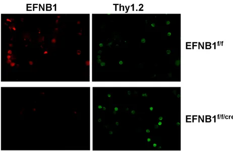 Figure  2.1.  T  cell-specific  deletion  of  EFNB1  in  Lck-EFNB1 f/f   mice  according  to  immunofluorescent microscopy 