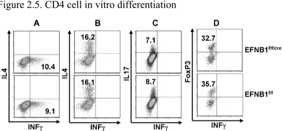 Figure 2.5. CD4 cell in vitro differentiation 