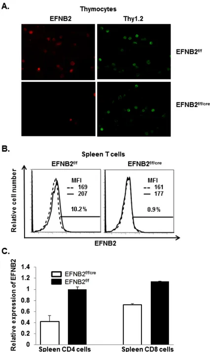 Figure  2.6.  T  cell-specific  deletion  of  EFNB2  according  to  immunofluorescent  microscopy,  flow thytometry and RT/qPCR