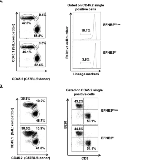 Figure 2.10. EFNB2 KO progenitors reconstitute the thymus and spleen in mixed chimeras 