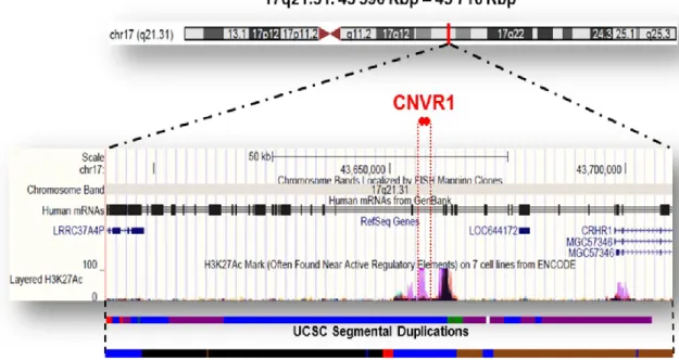 Figure  1.  CNVR1  is  intergenic  and  highly  enriched  in  H3K27Ac  histone  mark.  The 