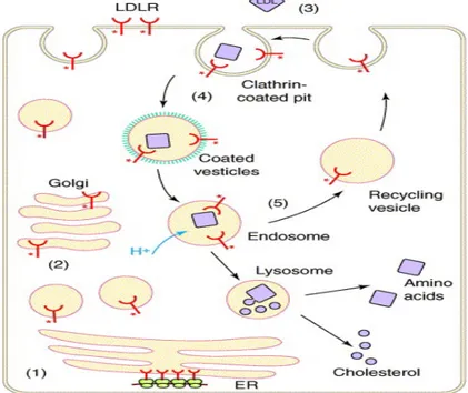 Figure 5. Cycle du récepteur des LDL (Beglova et Blacklow, 2005)  