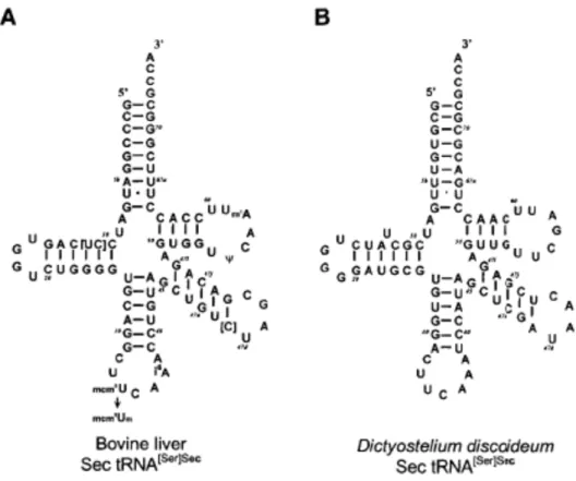 Figure 3. Modèle de feuille de trèfle du Sec-ARNt de (A) foie de bovin et de (B) 