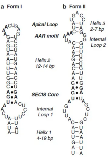 Figure 4. Modèle de la structure de l'élément SECIS. Les deux types d'éléments 