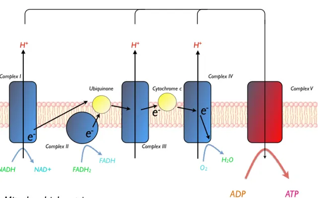 Figure	
  1:	
  The	
  Electron	
  Transport	
  Chain	
   	
   	
   	
   	
   	
   	
   	
  