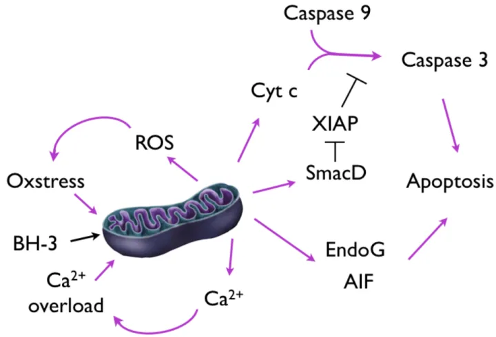 Figure	
  4:	
  Mitochondrial	
  permeabilization	
  and	
  apoptosis	
  