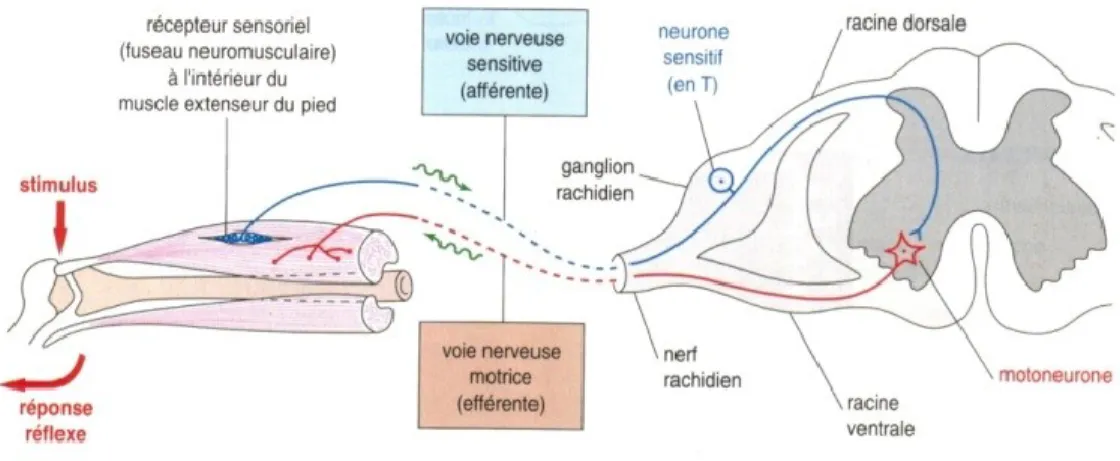 Figure 1.1: Le mécanisme du réflexe myotatique. 1