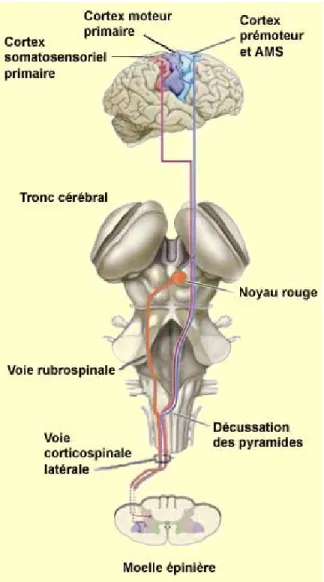 Figure 1.3: Schéma de la voie cortico-spinale, du cortex à la moelle épinière.  3