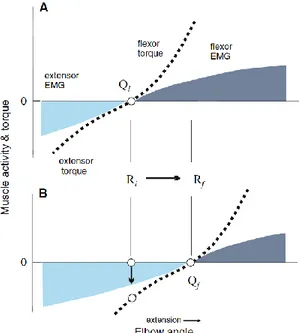 Figure 1.7: Le décalage de R afin d’évoquer un changement de l’angle du coude. 7  A) Le R établi par les voies  descendantes favorise l’activation des fléchisseurs du coude