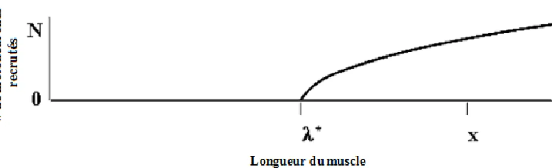 Figure  1.8: Relation entre  la  longueur du  muscle  et  le  nombre  de  motoneurones recrutés
