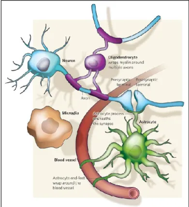 Figure 2. Composantes de l’unité neurovasculaire. Les composantes centrales de  l’unité  neurovasculaire  sont  les  cellules  vasculaires,  les  neurones  et  les  cellules  gliales comportant la microglie, les astrocytes et les oligondendrocytes (34)