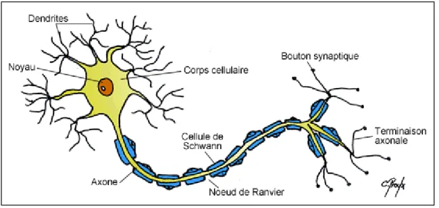 Figure 3. Structure d’un neurone. Un neurone est composé d’un noyau, du soma,  des  dendrites  qui  reçoivent  l’information  et  d’un  axone  qui  permet  de  transmettre  l’information aux neurones avoisinants (38)