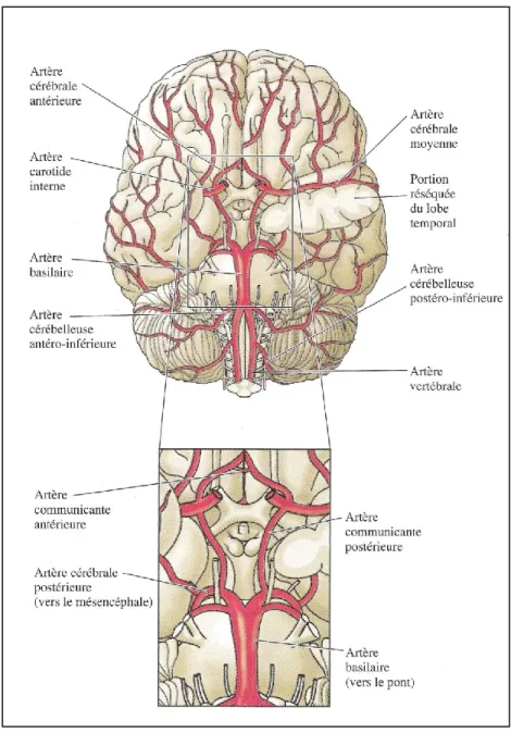 Figure  4.  Polygone  de  Willis.  Le  polygone  de  Willis  joint  les  artères  carotides  internes  ainsi  que  les  artères  vertébrales,  qui  donnent  lieu  aux  artères  cérébrales  antérieures,  jointes  par  une  artère  communicante  antérieure, 