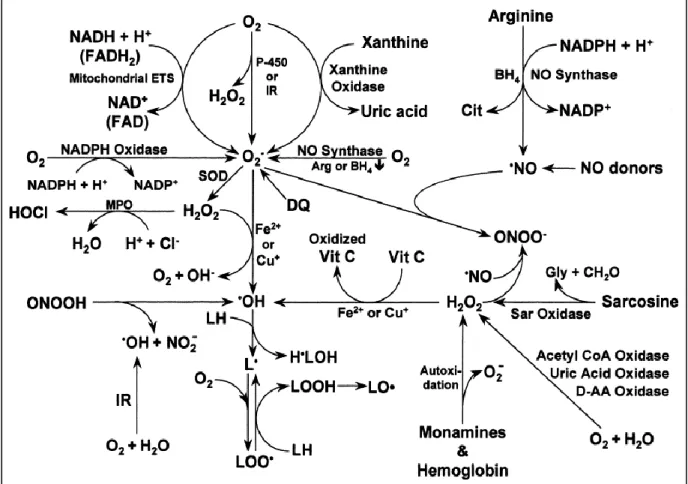 Figure  5.  La  production  des  espèces  réactives  d’oxygène  et  d’azote  (53).  AA :  acide  aminé;  Arg :  L-arginine;  CH 2 O :  formaldehyde;  Cit :  L-citrulline;  DQ :  diquat;  Mitochondrial  ETS :  la  chaîne  de  transport  des  électrons  de  la  mitochondrie;  FAD :  flavine  adénine  dinucléotide  forme  oxydée;  FADH 2  :  flavine  adénine  dinucléotide 